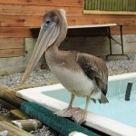 B Pelican 10-0260_4