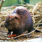 Beaver004
