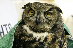 G H Owl_1