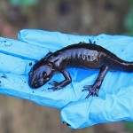 N Western Salamander 10-0154_2