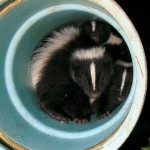 Skunks