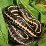 Snake - WRA Garden_3