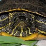 Turtle 09-1310