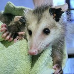 baby Oppossum 09-2294_4
