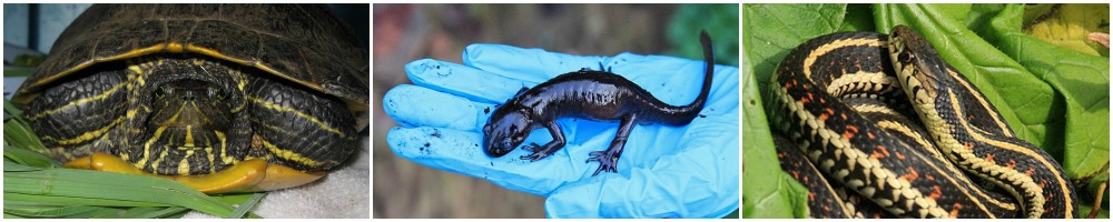 reptileamphibiancollage