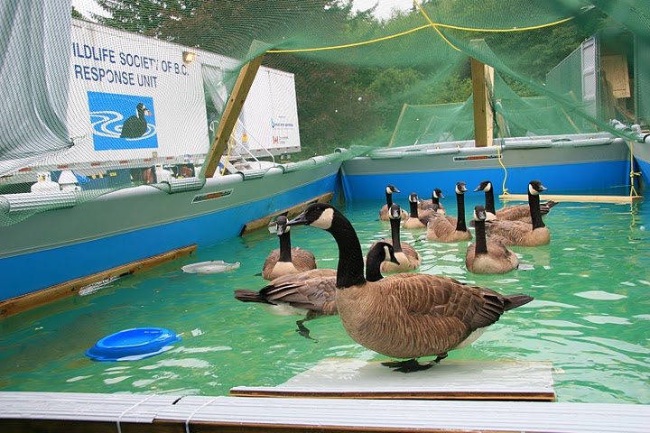 Canada Geese in a pre-release conditioning pool during a professional oil spill response in BC. Photo Paul Steeves.